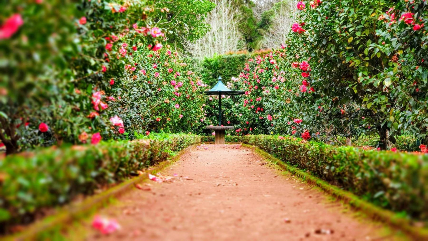 Laberinto de arbustos con rosas