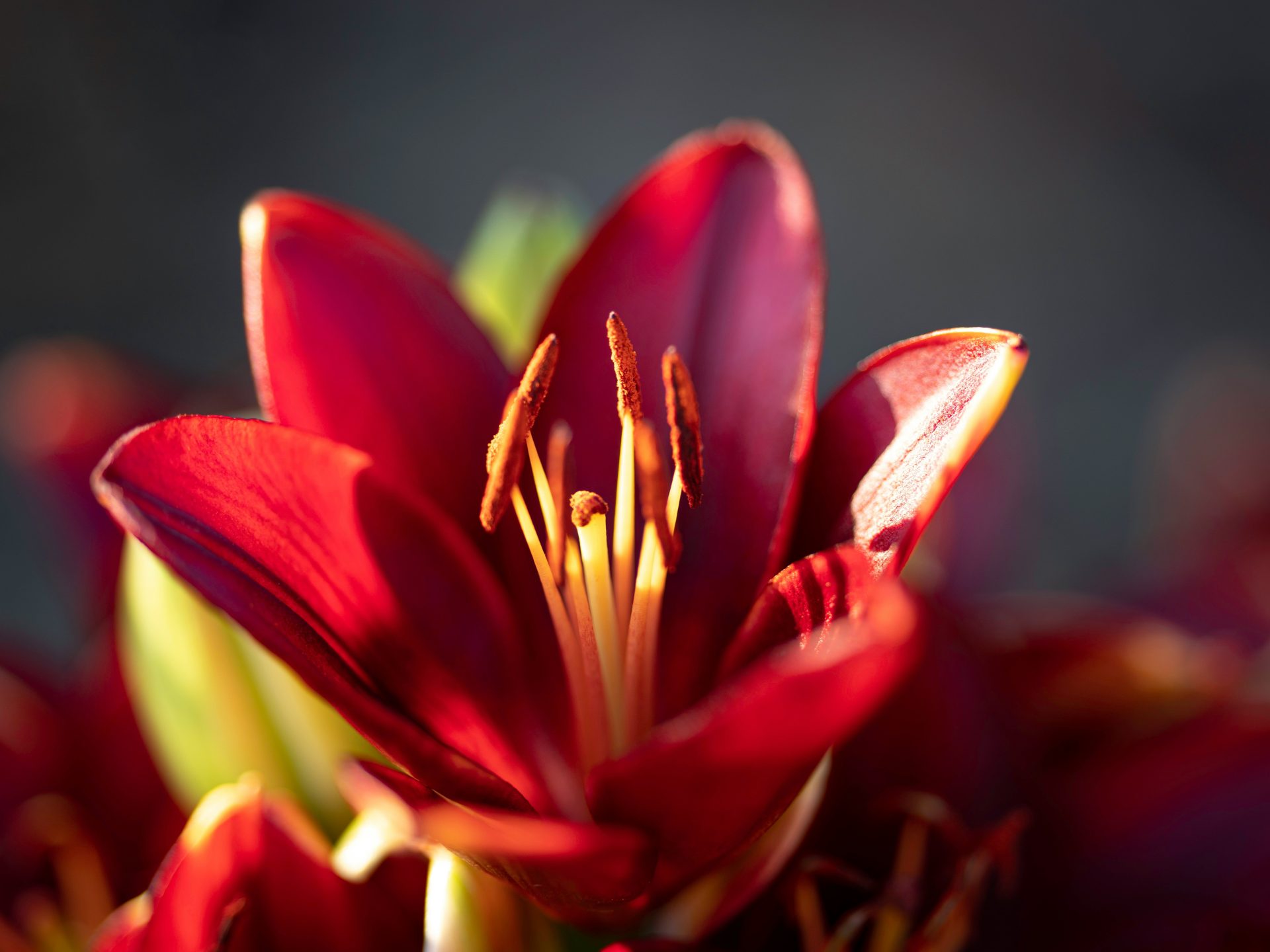 Lilium