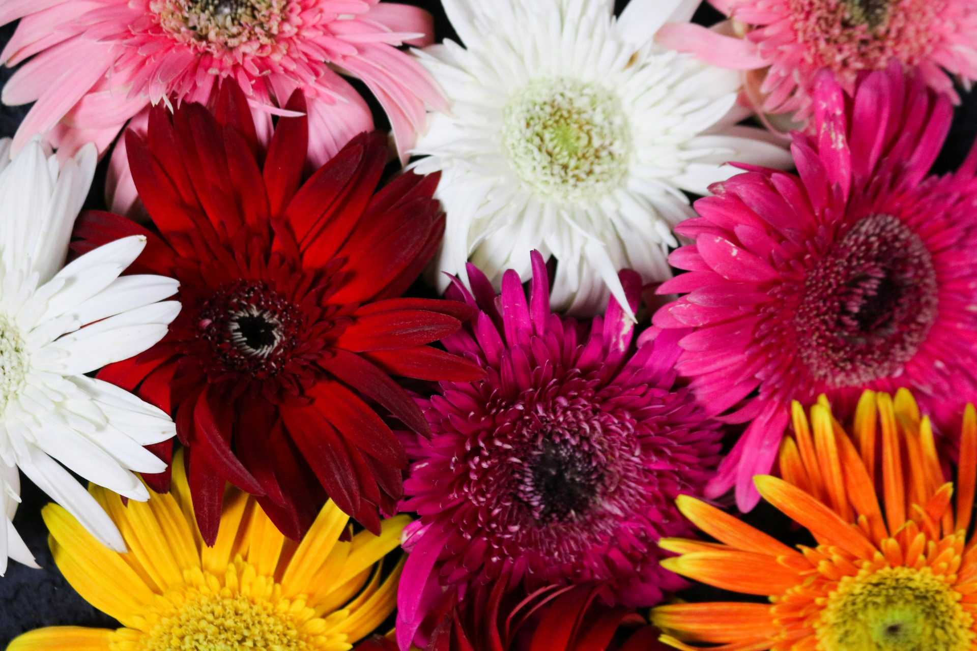 Gerberas