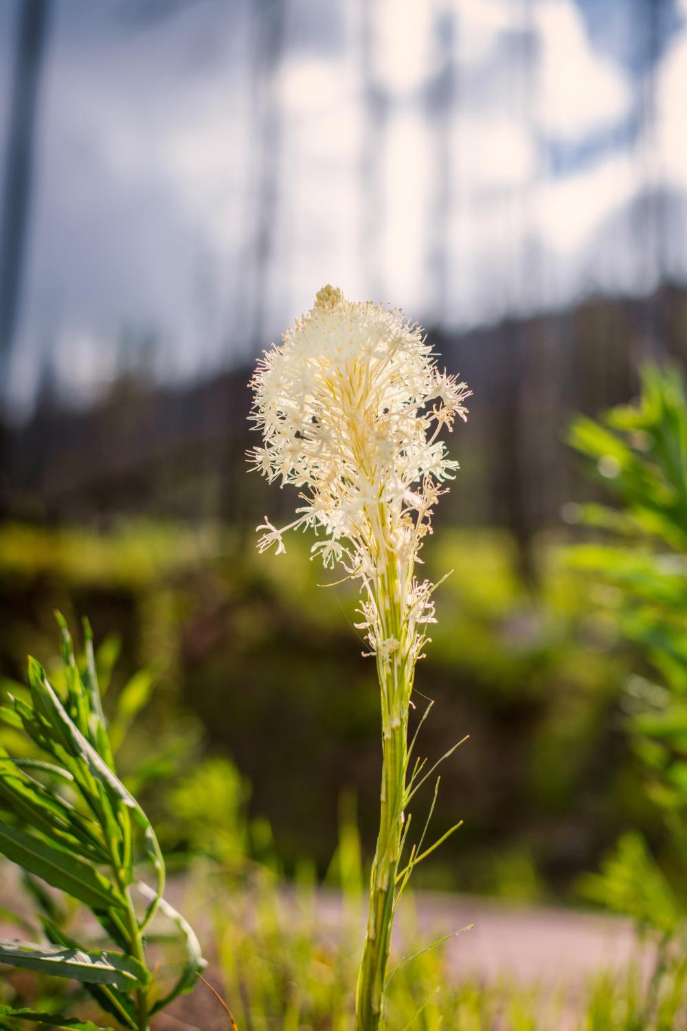 Beargrass
