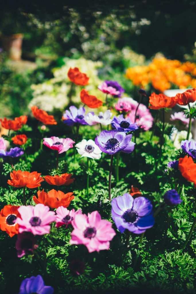 CAmpo con flores de colores